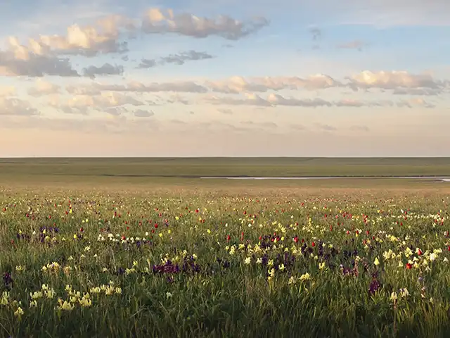 Степные просторы Оренбуржья